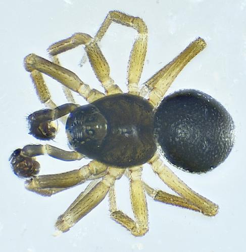 Trichopterna cito